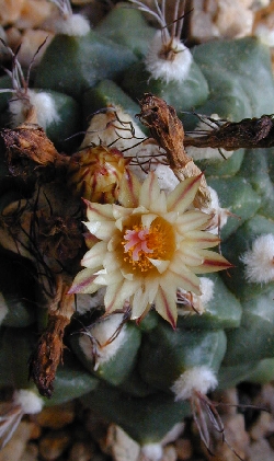 (Turbinicarpus swobodae )